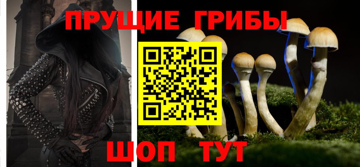 Галлюциногенные грибы Psilocybe Хасавюрт